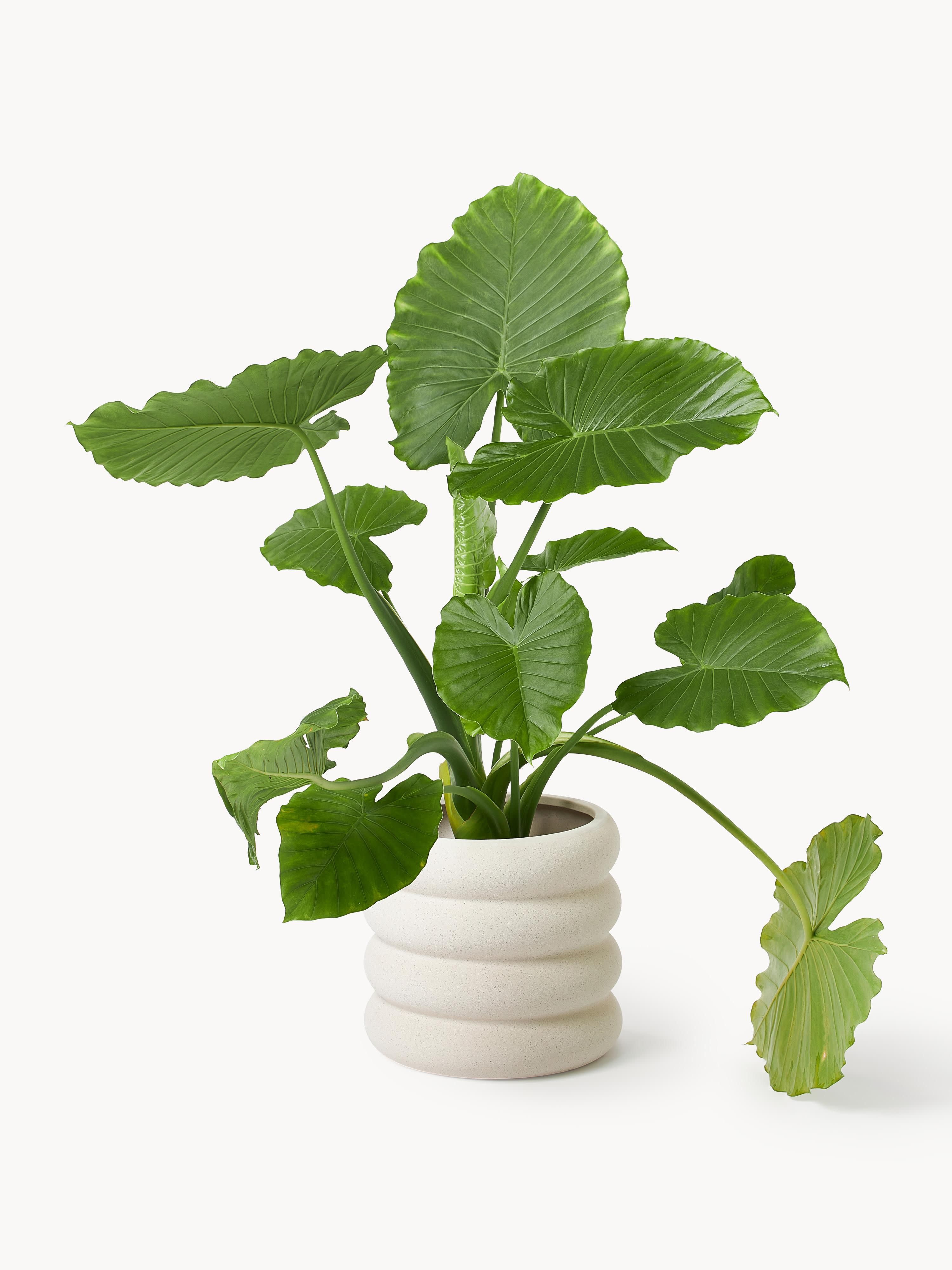 Rudi Planter, H 30 cm