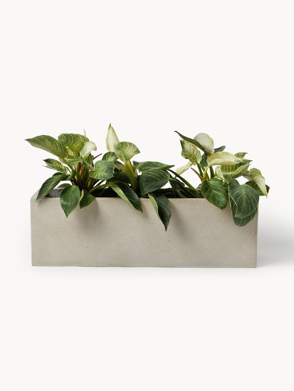 Tuscany Outdoor Concrete Planter, H 19 cm