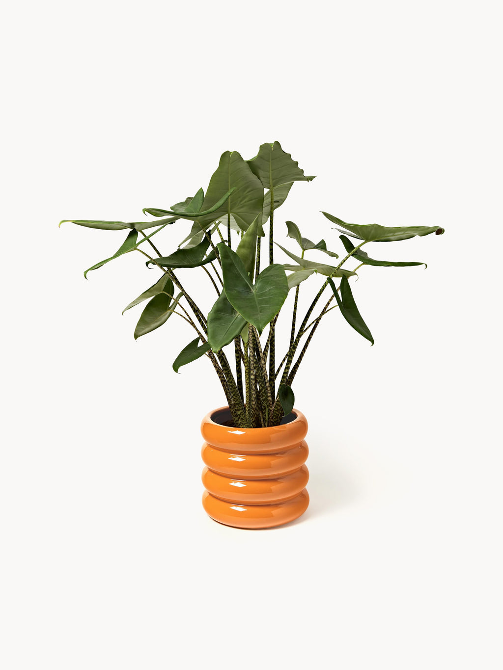 Rudi Planter, H 30 cm