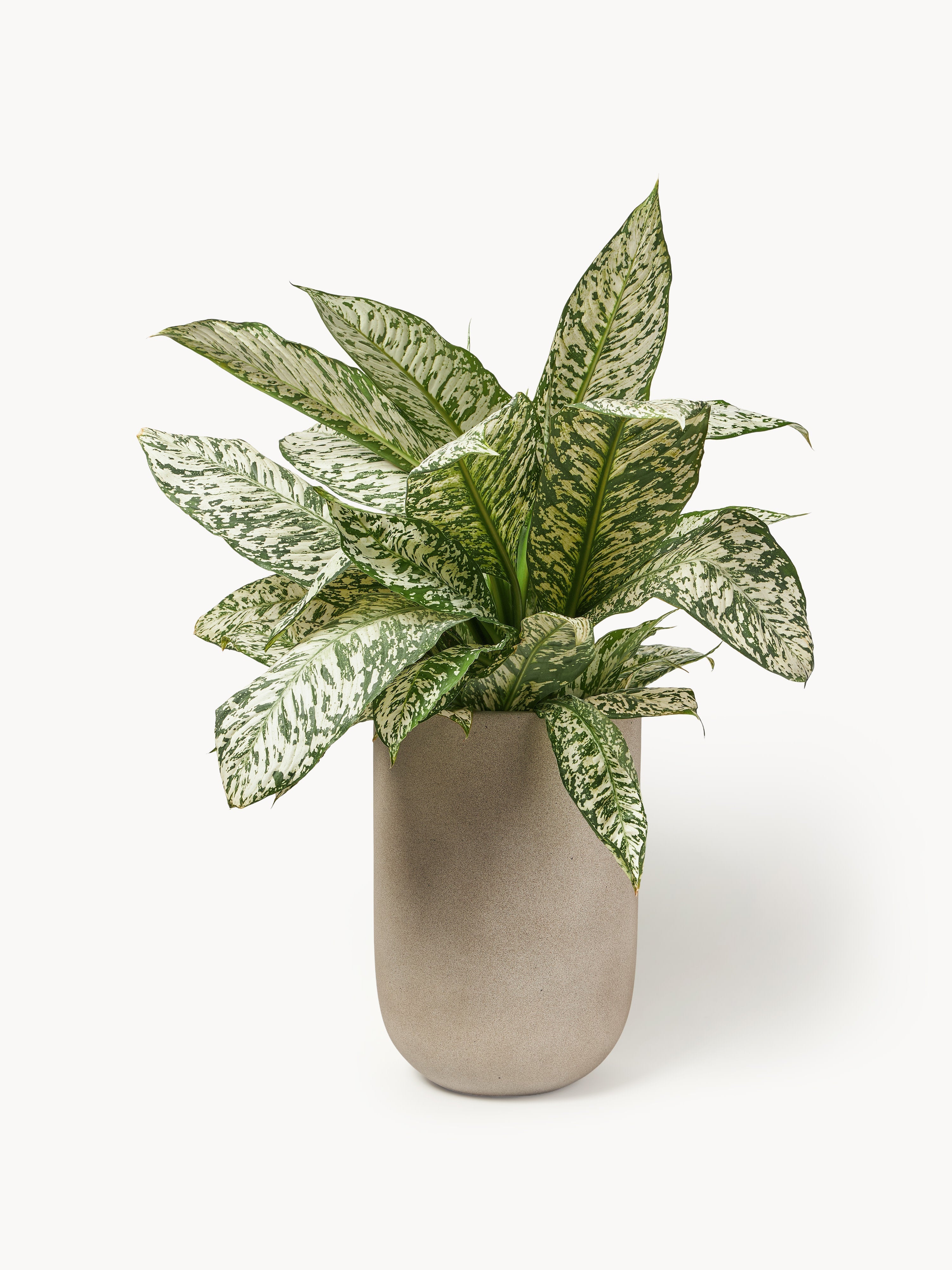 Tuscany Outdoor Concrete Planter, H 40 cm